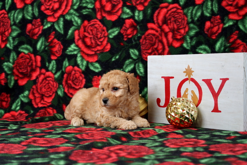 puppy, for, sale, Morkie-Poo, Matthew B. Stoltzfus, dog, breeder, Gap, PA, dog-breeder, puppy-for-sale, forsale, nearby, find, puppyfind, locator, puppylocator, aca